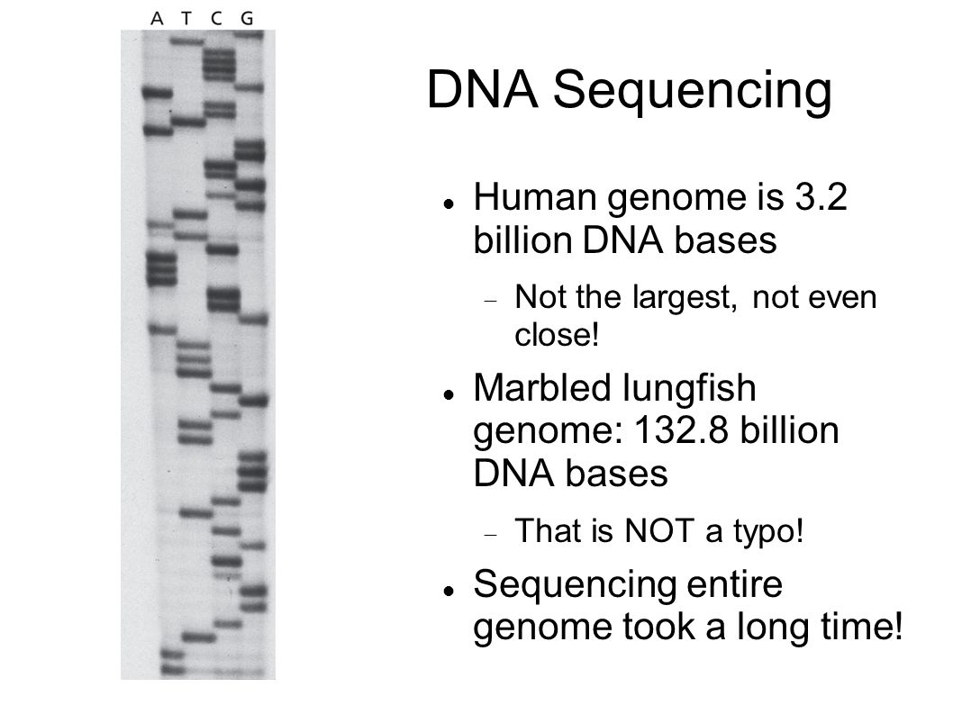 DNA Sequencing Human genome is 3.2 billion DNA bases