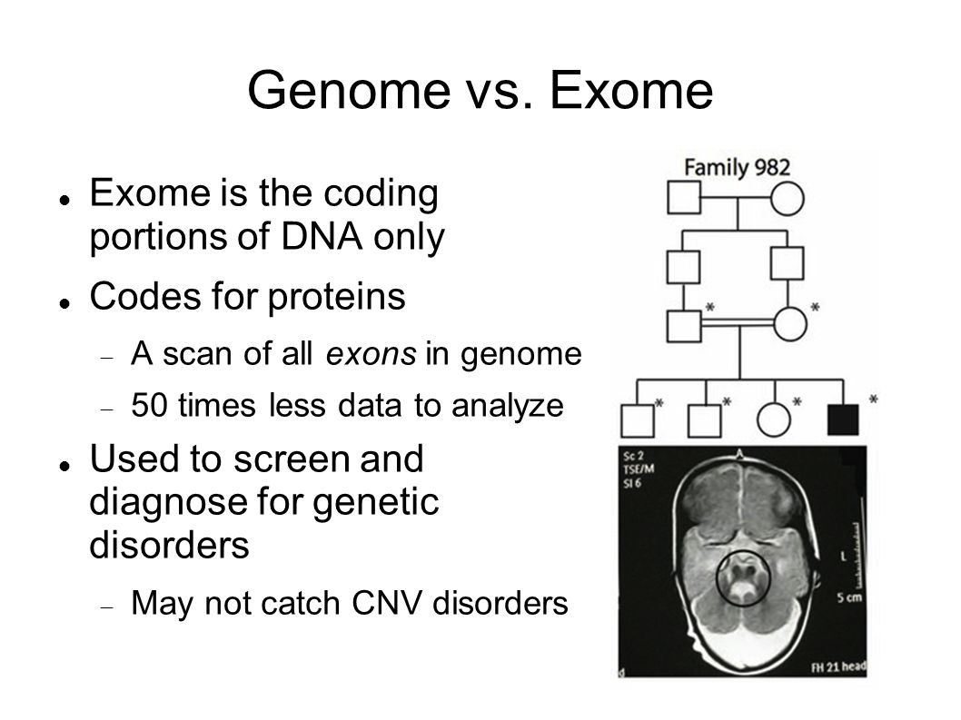Genome vs. Exome Exome is the coding portions of DNA only