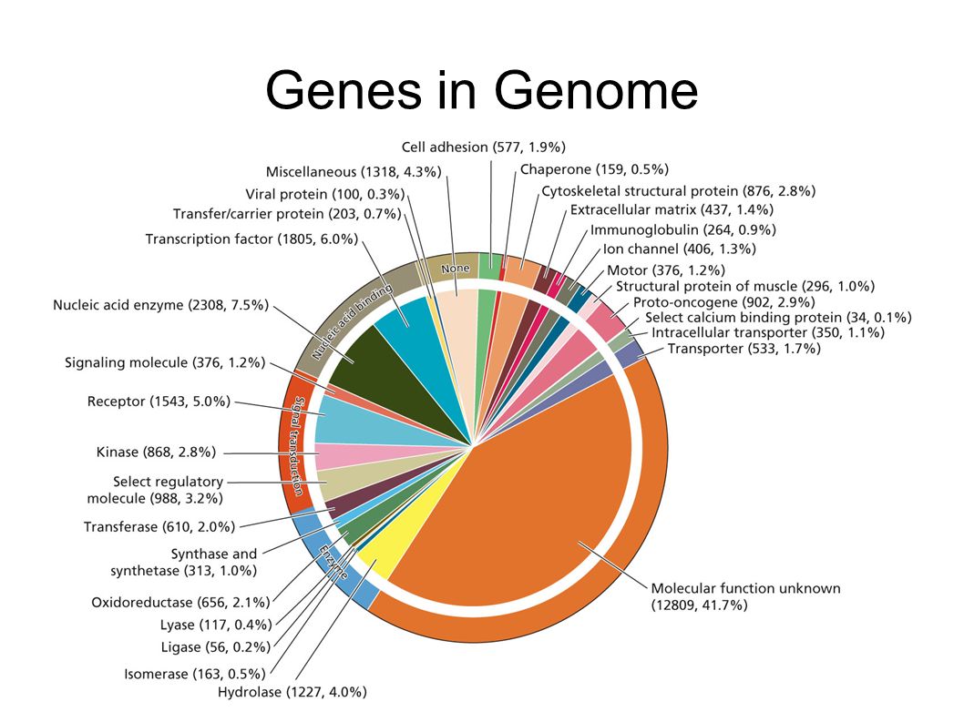 Genes in Genome