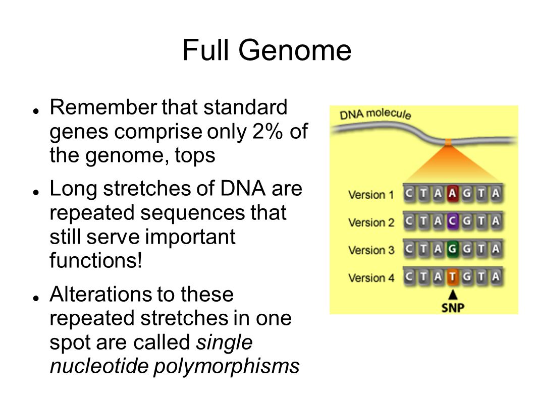 Full Genome Remember that standard genes comprise only 2% of the genome, tops.