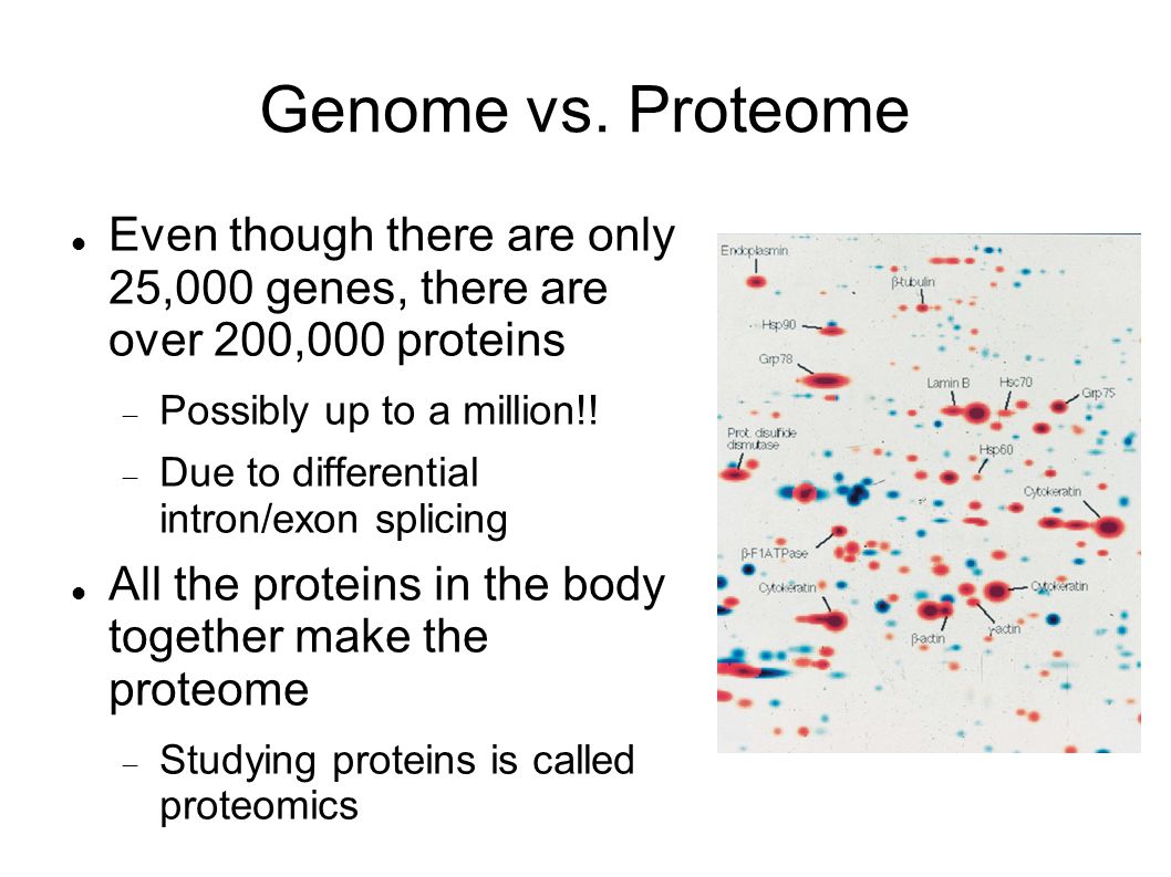 Genome vs. Proteome Even though there are only 25,000 genes, there are over 200,000 proteins. Possibly up to a million!!