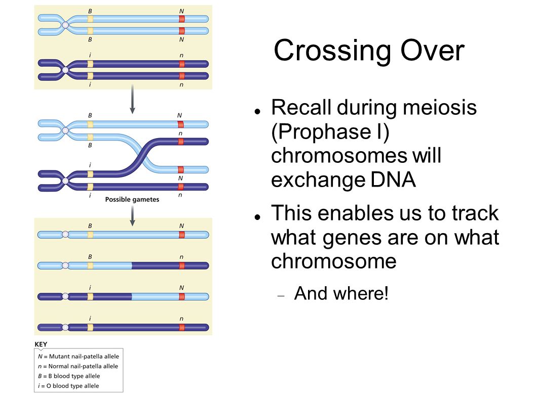 Crossing Over Recall during meiosis (Prophase I) chromosomes will exchange DNA. This enables us to track what genes are on what chromosome.
