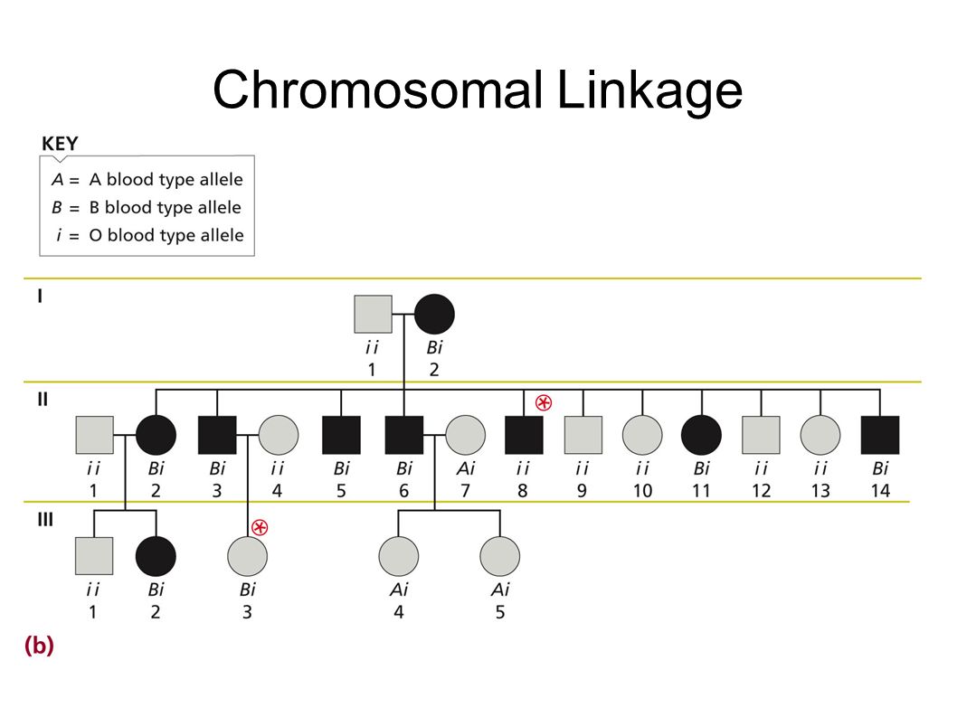Chromosomal Linkage