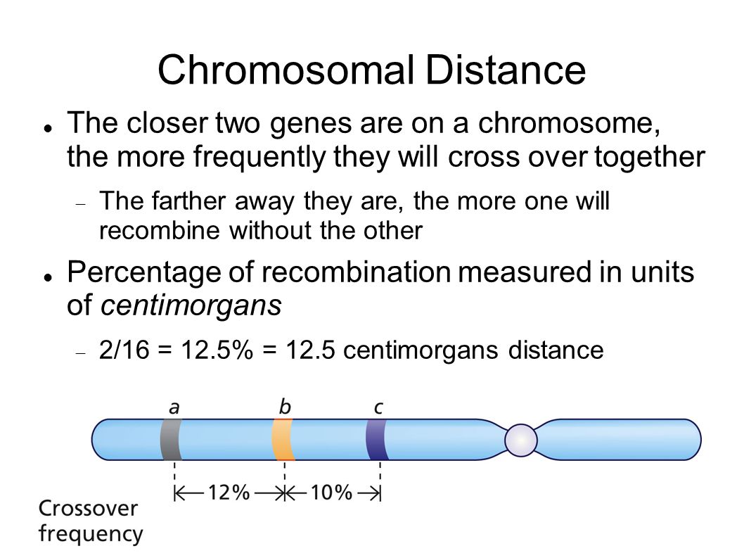 Chromosomal Distance The closer two genes are on a chromosome, the more frequently they will cross over together.