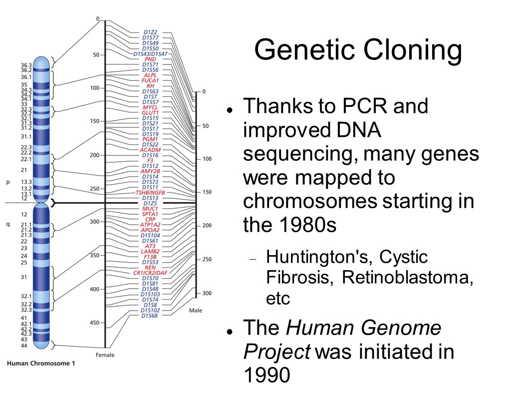 Genetic Cloning Thanks to PCR and improved DNA sequencing, many genes were mapped to chromosomes starting in the 1980s.