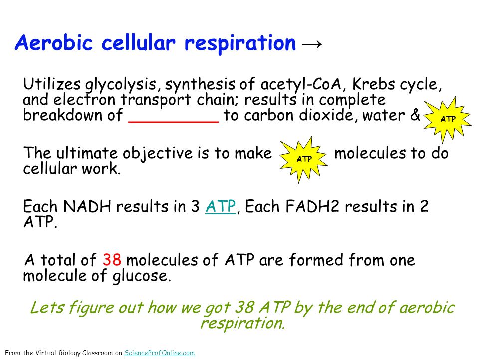 38 atp produced in cellular respiration