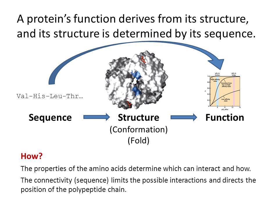 A protein’s function derives from its structure, and its structure is determined by its sequence.