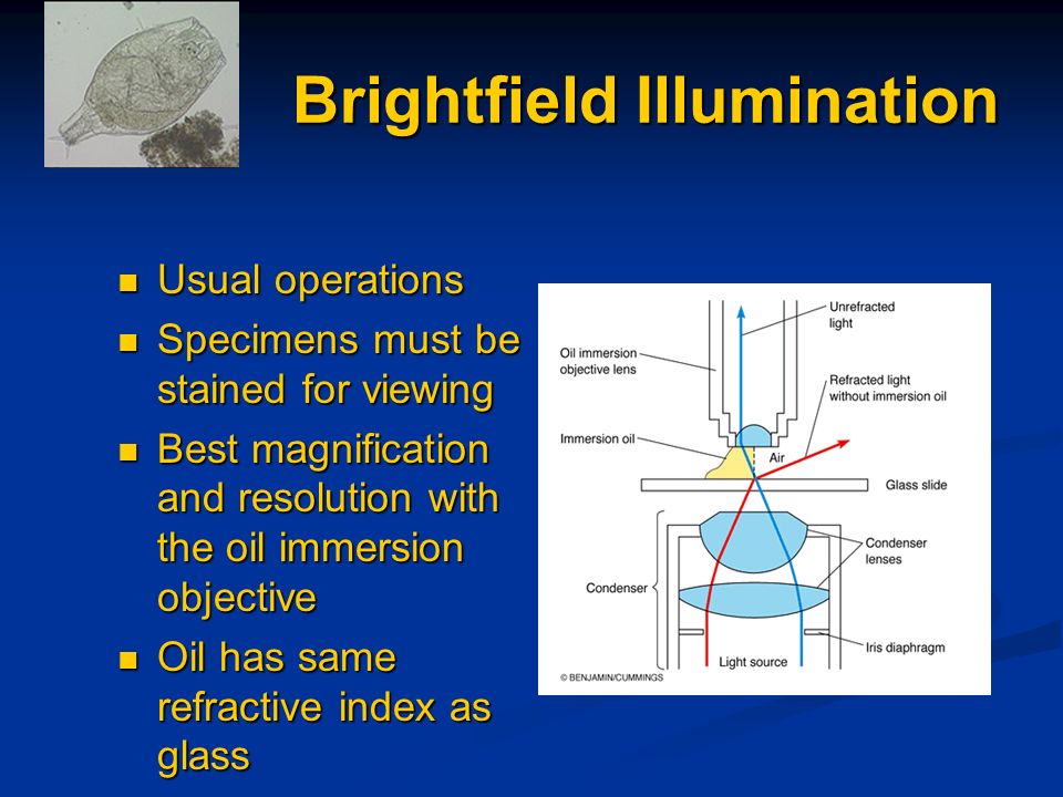 Brightfield Illumination