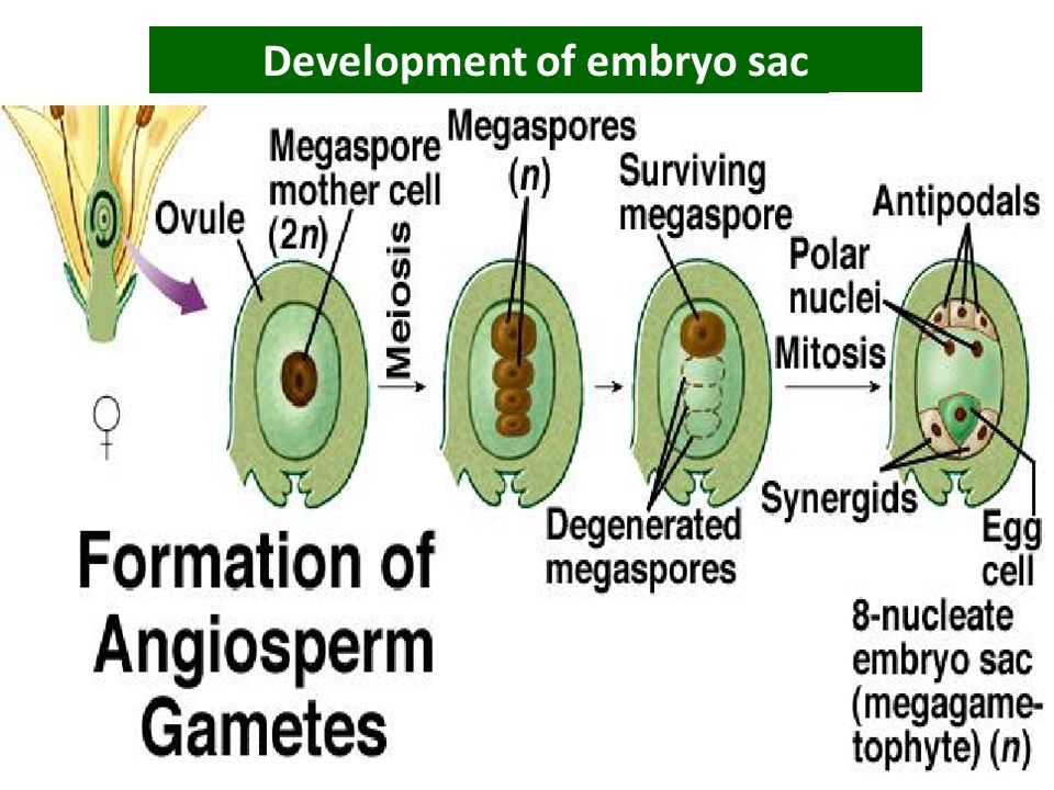 types of embryo sac
