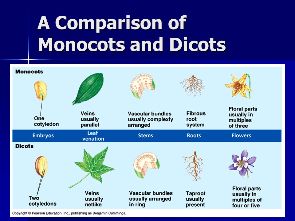 Types Of Seed Plants Monocots And Dicots Biology Plants,