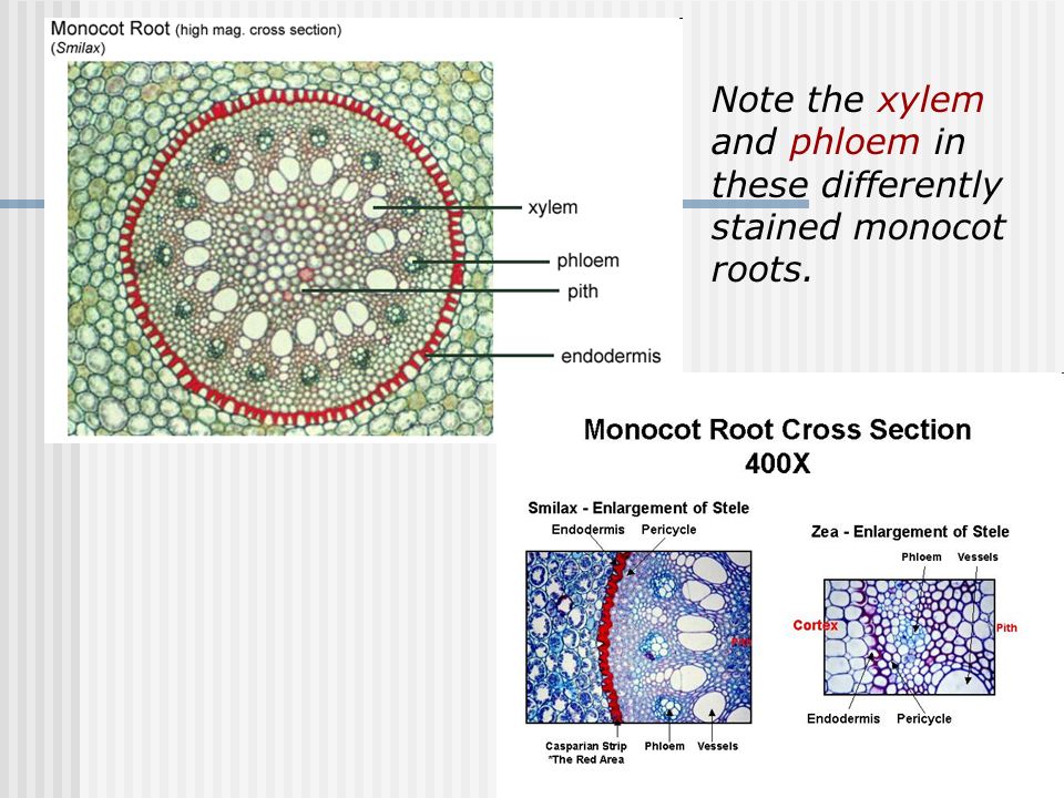 Note the xylem and phloem in these differently stained monocot roots.