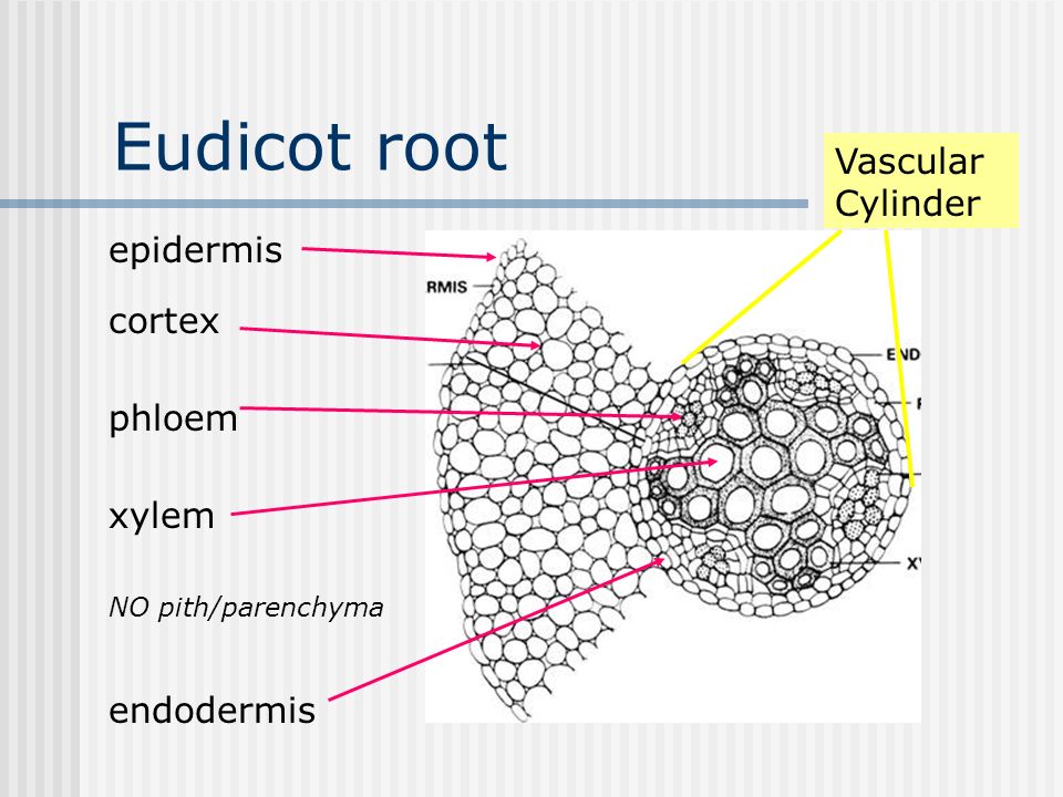 Eudicot root Vascular Cylinder epidermis cortex phloem xylem