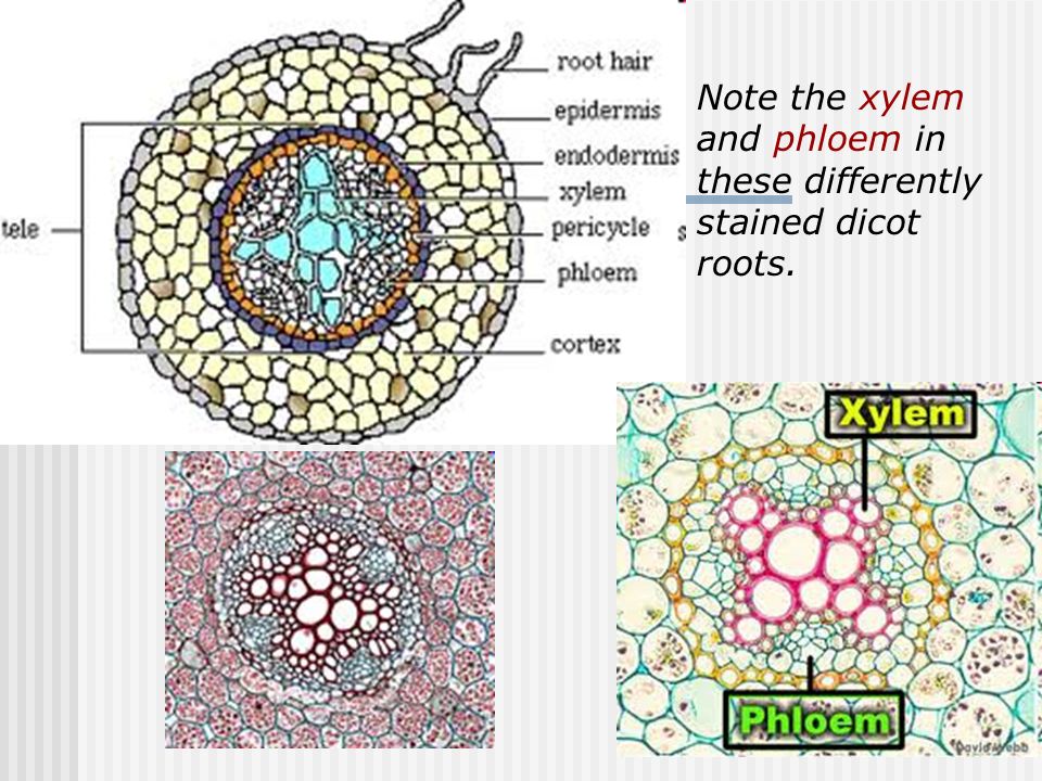 Note the xylem and phloem in these differently stained dicot roots.