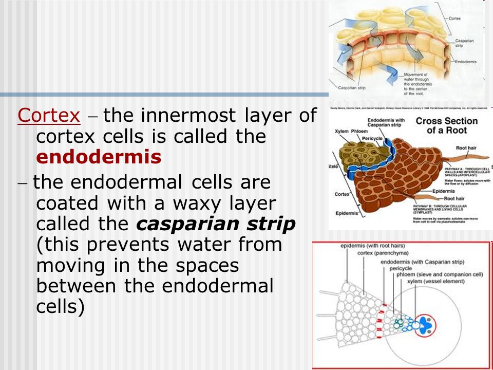 Cortex - the innermost layer of cortex cells is called the endodermis