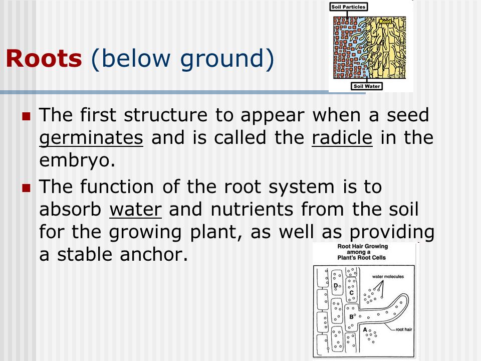 Roots (below ground) The first structure to appear when a seed germinates and is called the radicle in the embryo.