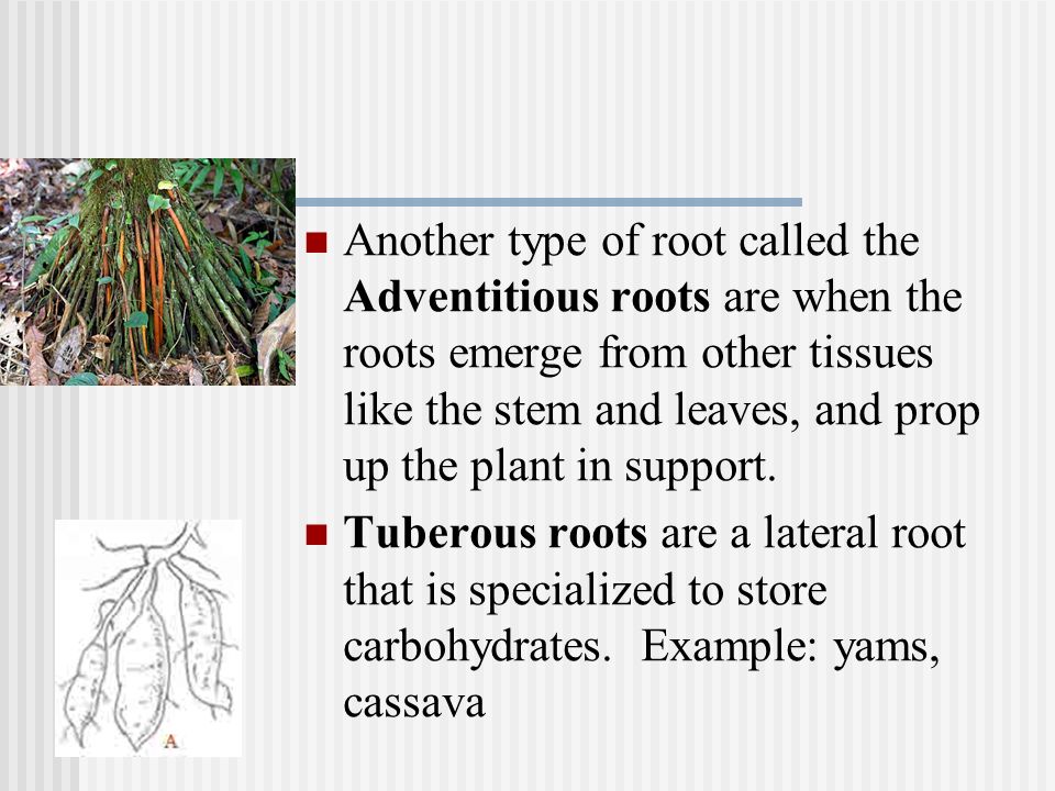 Another type of root called the Adventitious roots are when the roots emerge from other tissues like the stem and leaves, and prop up the plant in support.