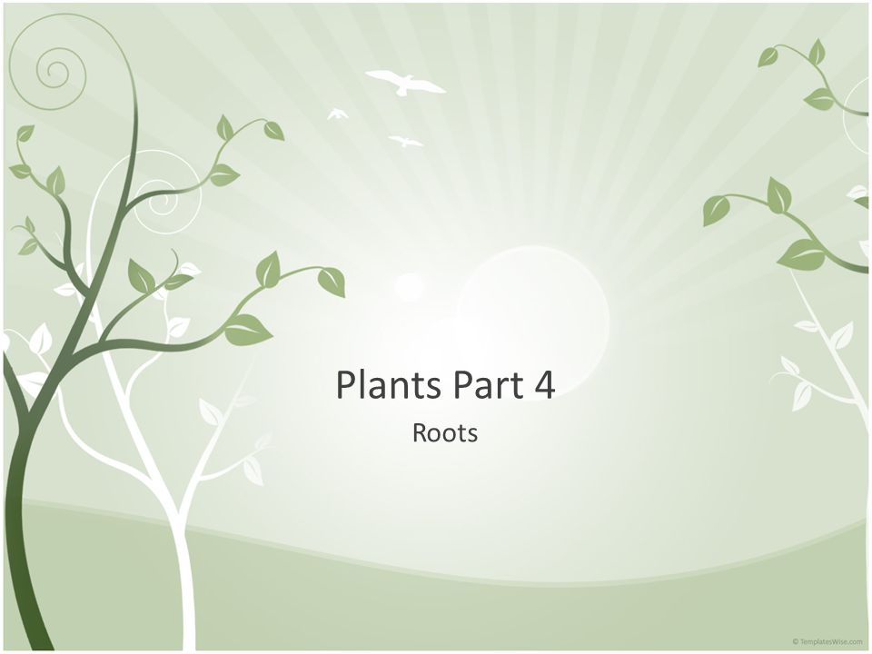 Plants Part 4 Roots
