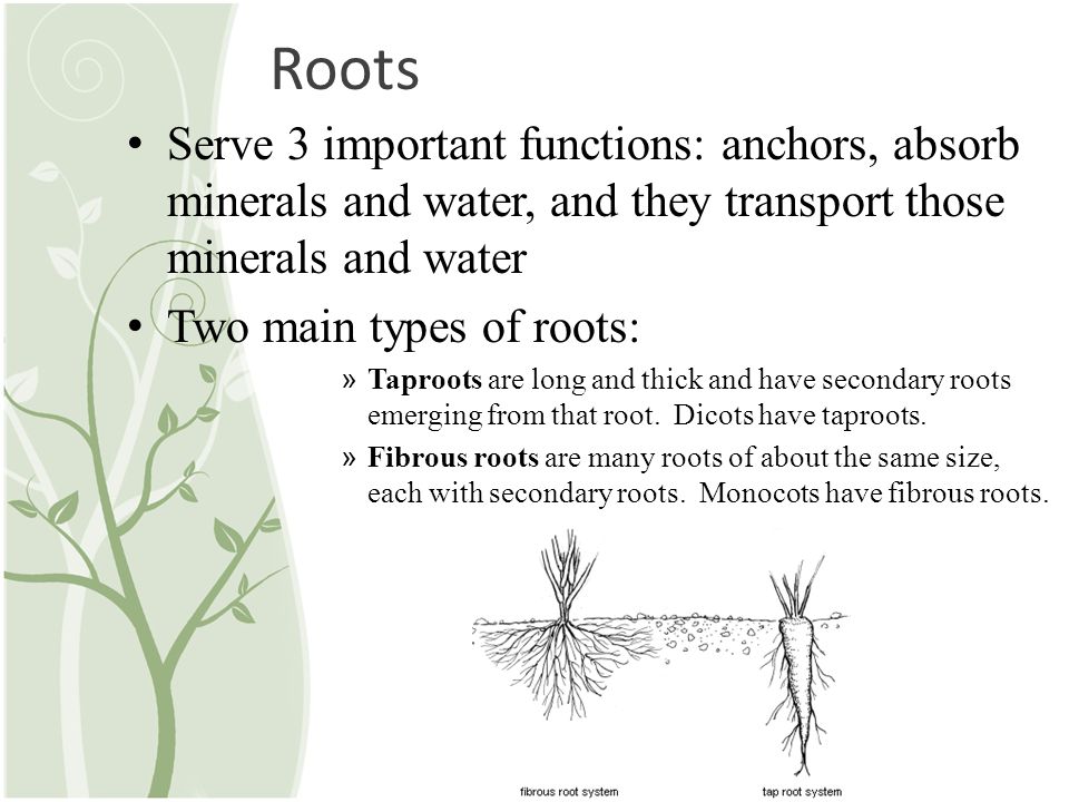 Roots Serve 3 important functions: anchors, absorb minerals and water, and they transport those minerals and water.