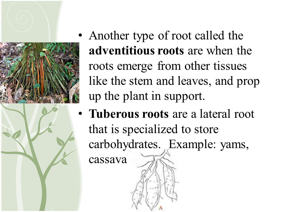 Another type of root called the adventitious roots are when the roots emerge from other tissues like the stem and leaves, and prop up the plant in support.