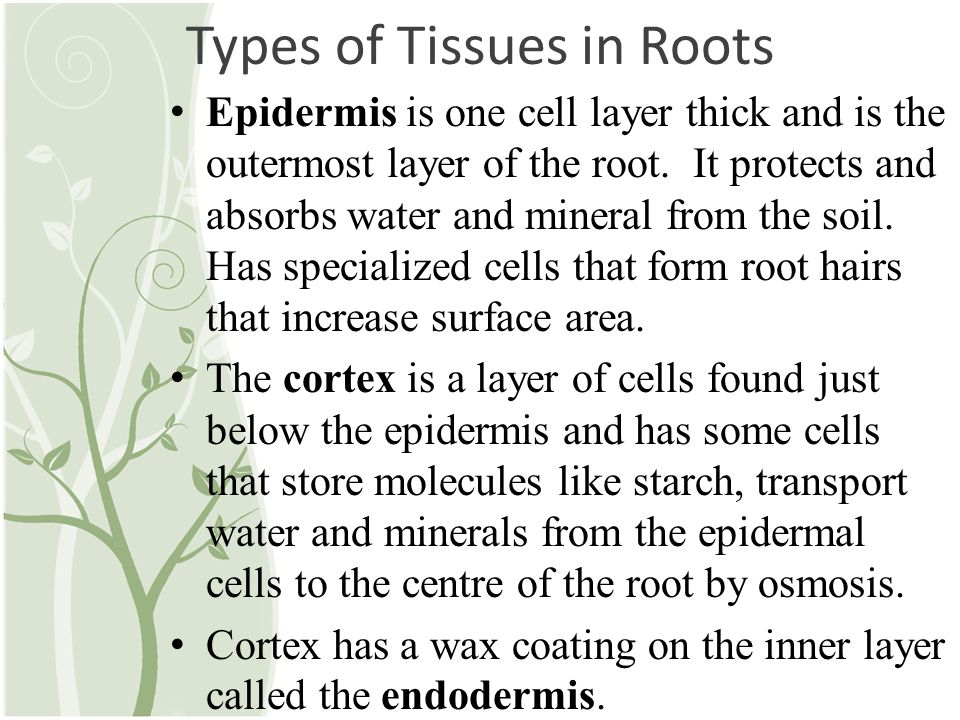Types of Tissues in Roots