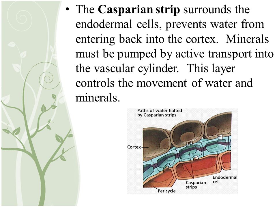 The Casparian strip surrounds the endodermal cells, prevents water from entering back into the cortex.