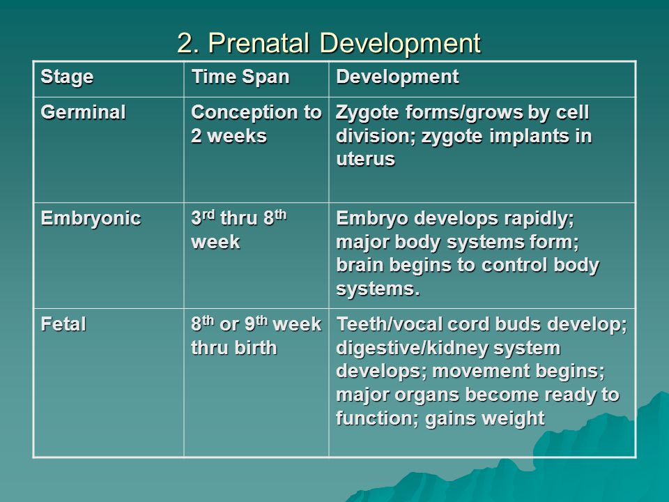 Complete The Following Chart About The Stages Of Prenatal Development