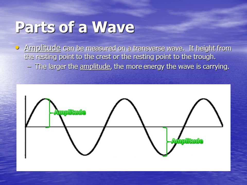 Parts of a Wave Amplitude can be measured on a transverse wave. It height from the resting point to the crest or the resting point to the trough.
