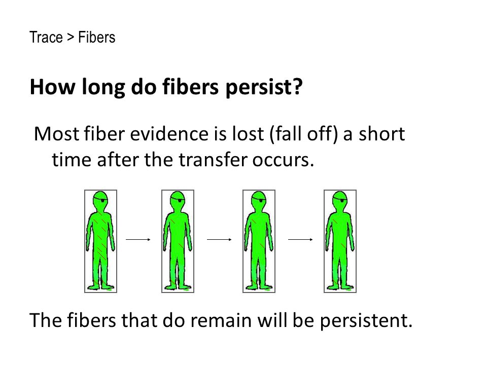 How long do fibers persist