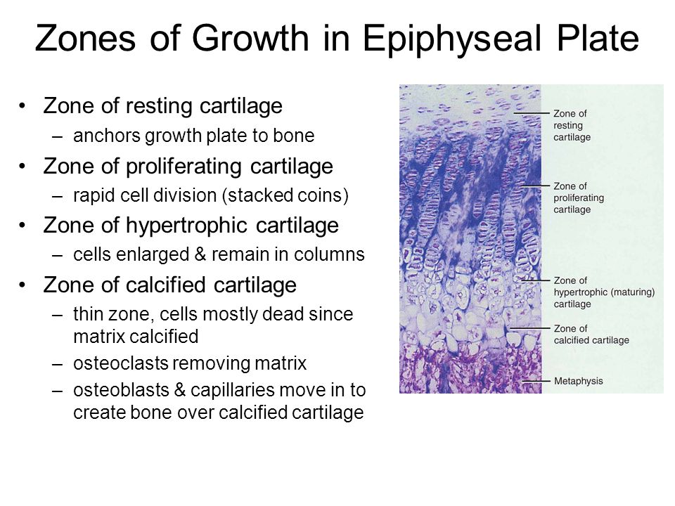 Zones of Growth in Epiphyseal Plate