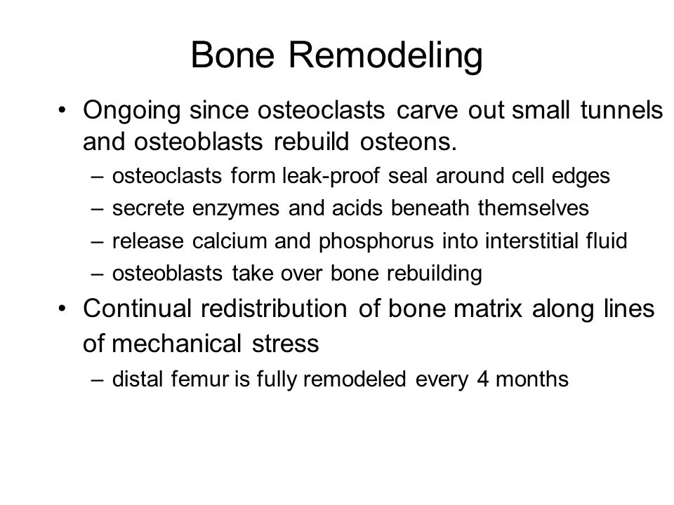 Bone Remodeling Ongoing since osteoclasts carve out small tunnels and osteoblasts rebuild osteons.