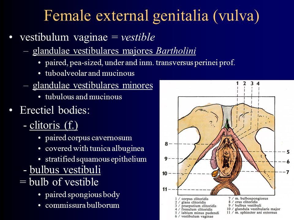 Female external genitalia (vulva) .