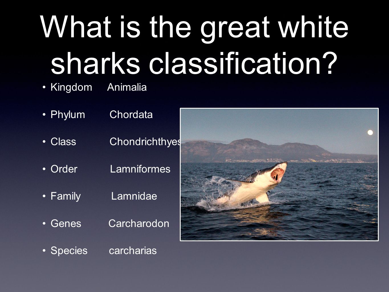 What Classification Is The Shark