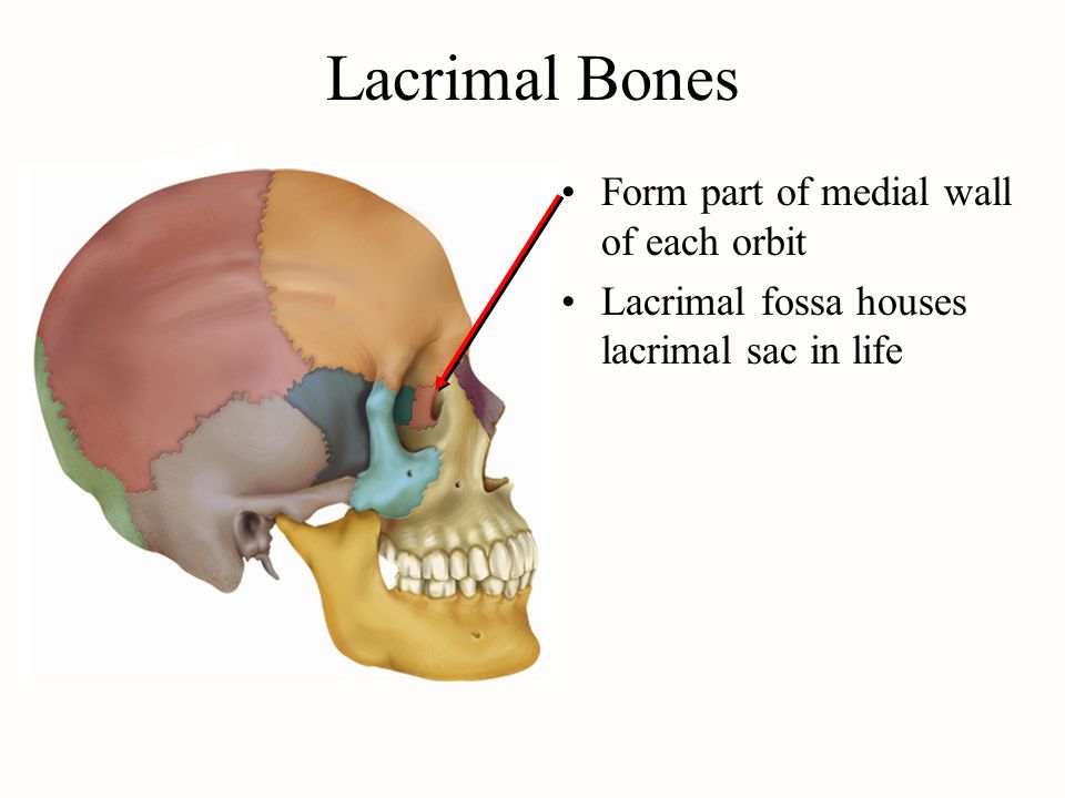 The bones form. Слёзная кость (os lacrimale). Os lacrimale анатомия. Fossa for lacrimal Gland. Слезный гребень.