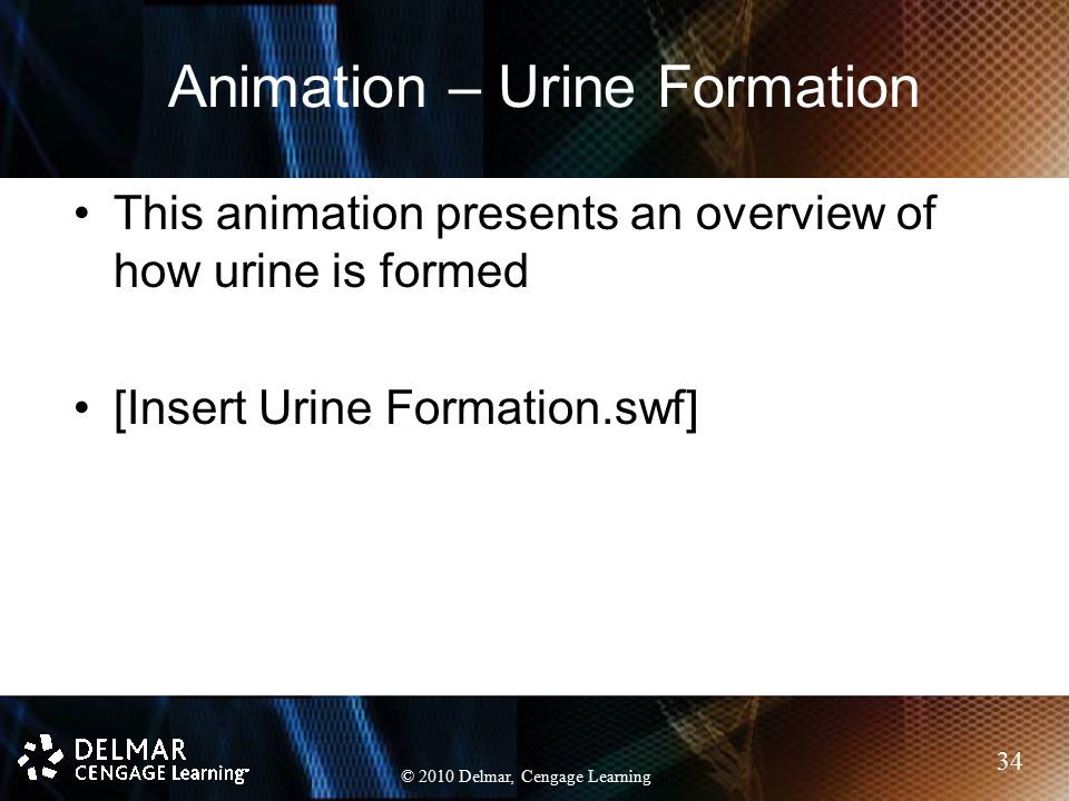 Chapter 18 The Urinary System. Chapter 18 The Urinary System. - ppt video  online download