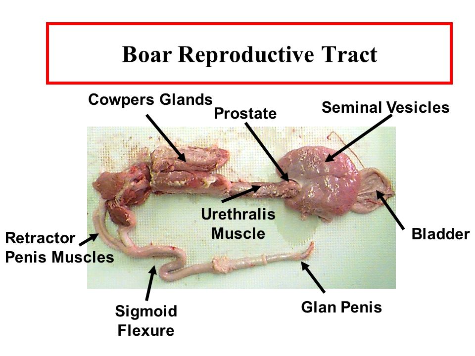 Boar Reproductive Tract.