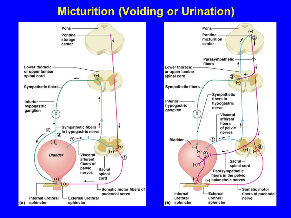 Physiology of micturition - ppt video online download
