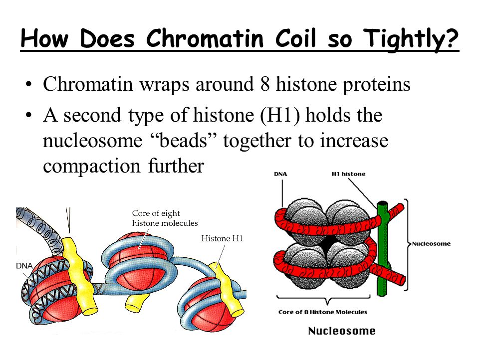 How Does Chromatin Coil so Tightly
