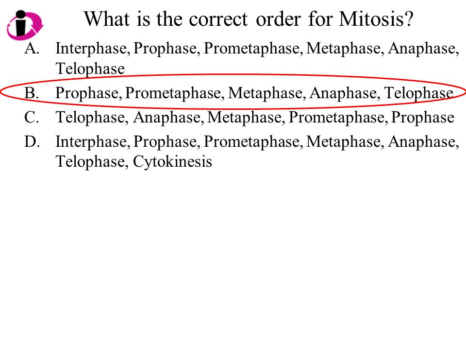 What is the correct order for Mitosis