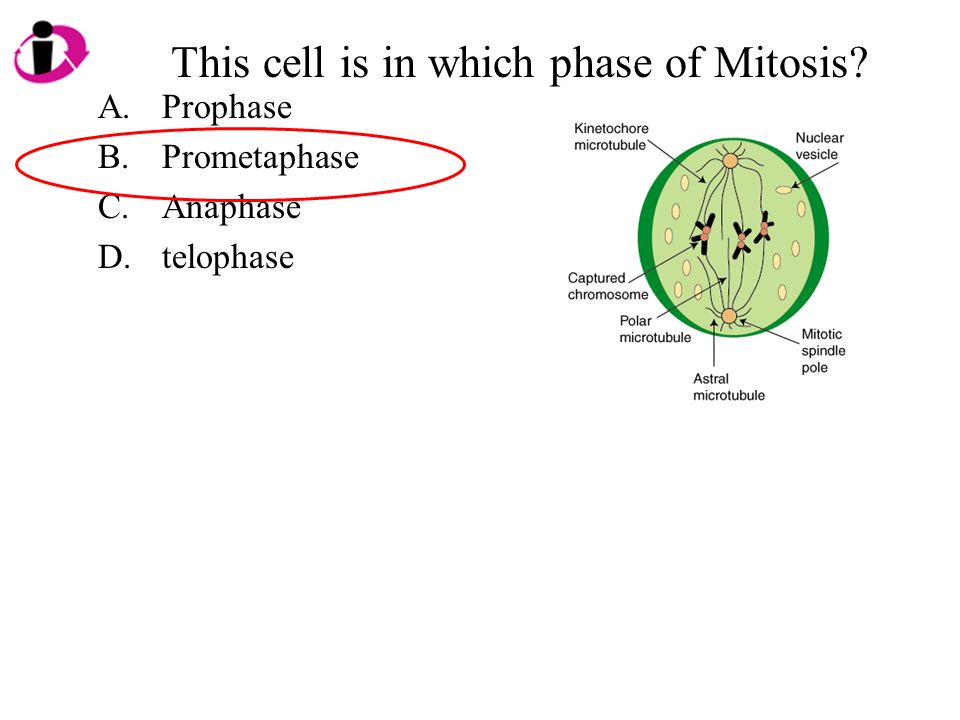 This cell is in which phase of Mitosis