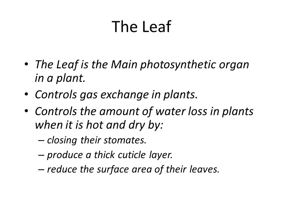 The Leaf The Leaf is the Main photosynthetic organ in a plant.