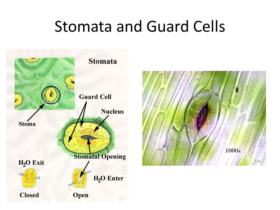 Stomata and Guard Cells