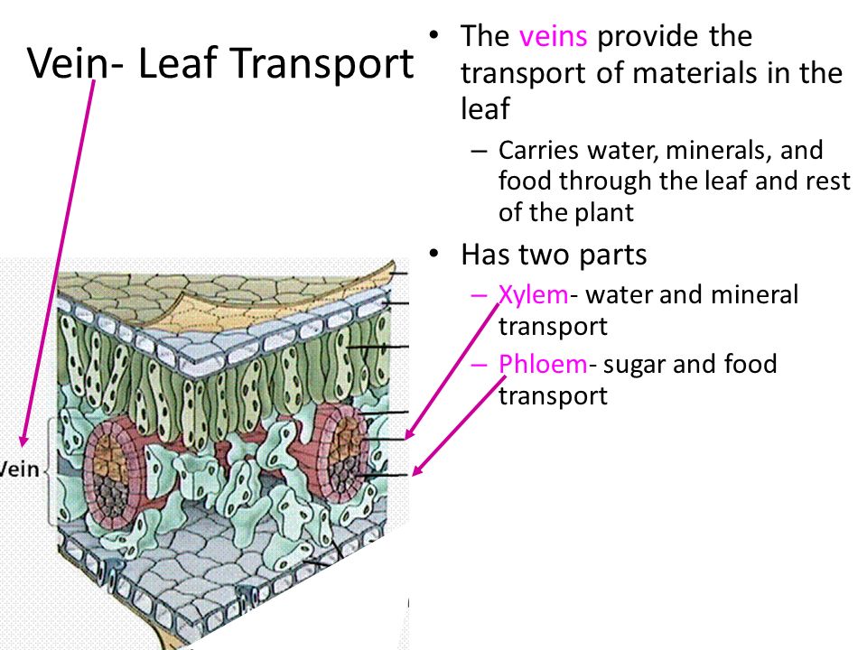 Vein- Leaf Transport The veins provide the transport of materials in the leaf.