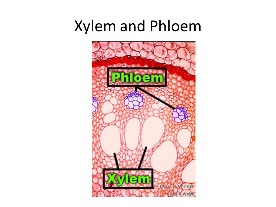 Xylem and Phloem