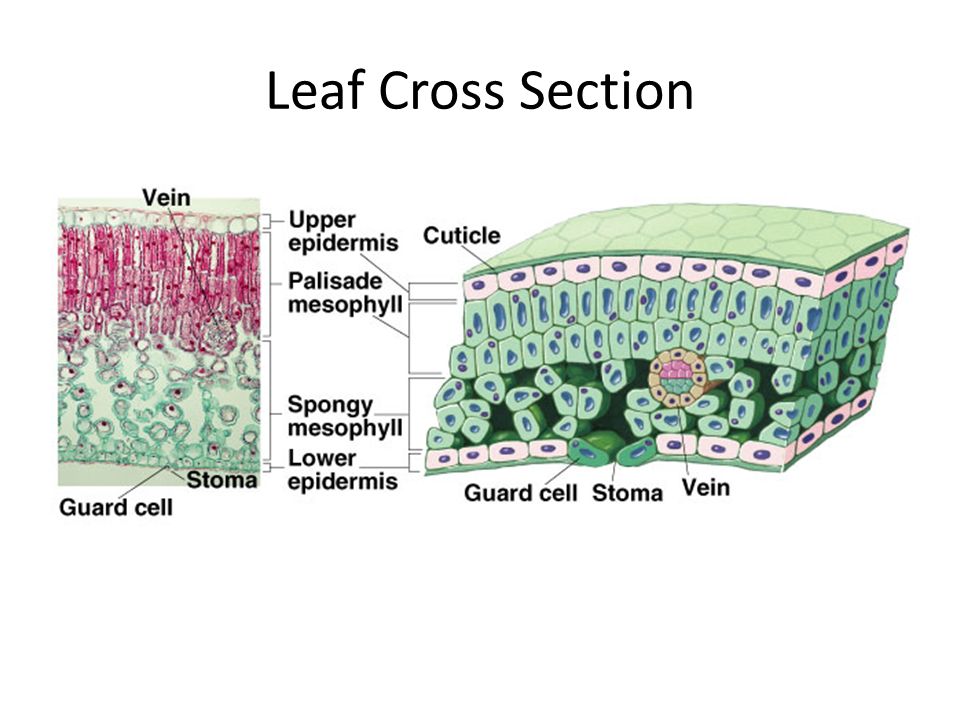 Leaf Cross Section