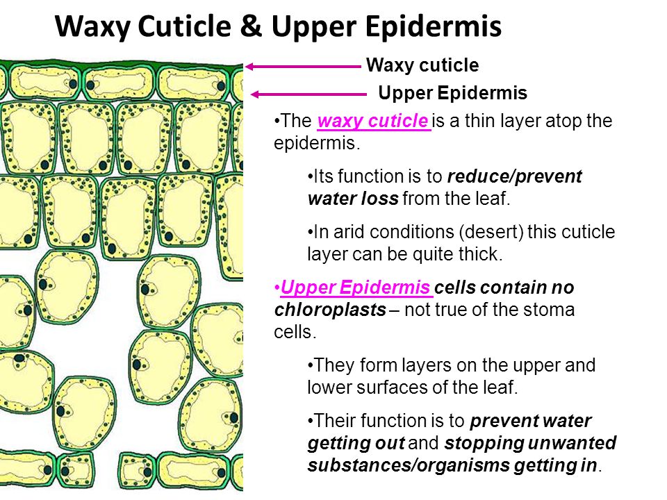 Waxy Cuticle & Upper Epidermis