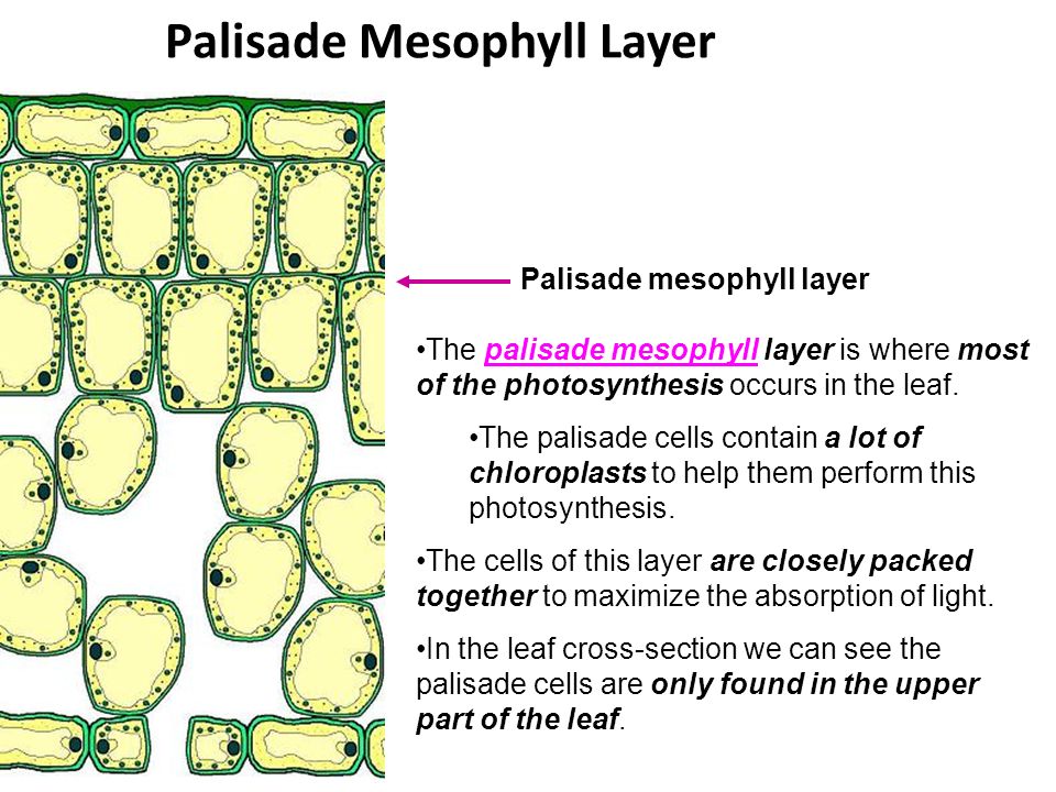 Palisade Mesophyll Layer