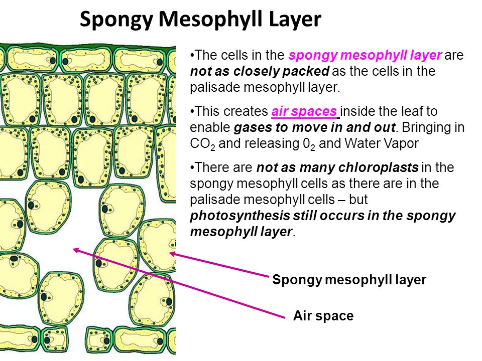 Spongy Mesophyll Layer