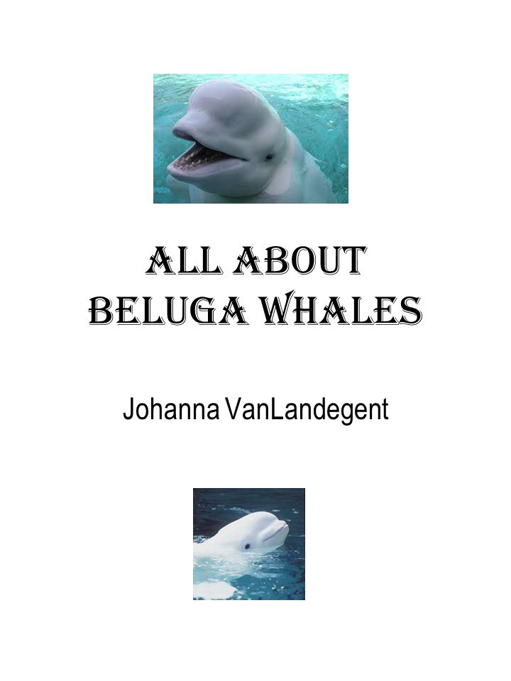 ALL ABOUT BELUGA WHALES