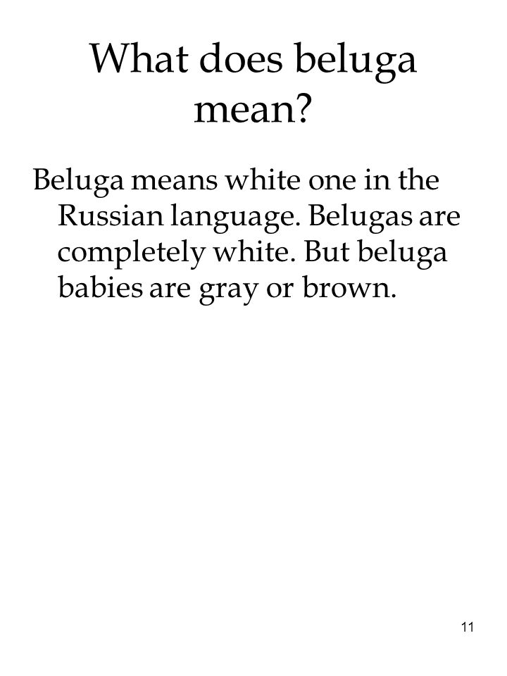 What does beluga mean. Beluga means white one in the Russian language.