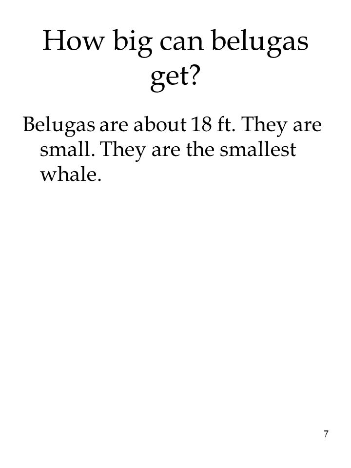 How big can belugas get Belugas are about 18 ft. They are small. They are the smallest whale.